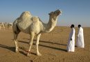 The Best Time to Visit Saudi Arabia: Weather, Events & Seasonal Travel Tips
