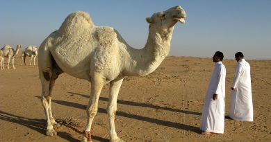 The Best Time to Visit Saudi Arabia: Weather, Events & Seasonal Travel Tips